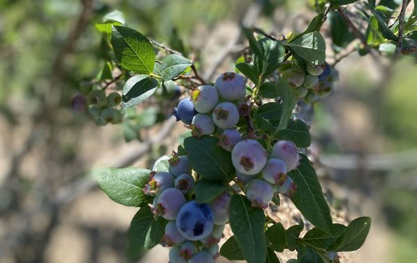 IMG_4541_crop_740_468